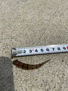 キヌバリの釣果