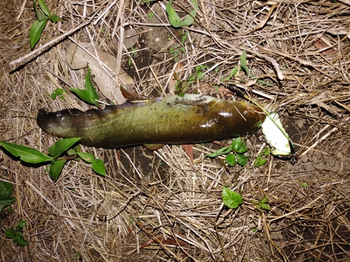 ナマズの釣果