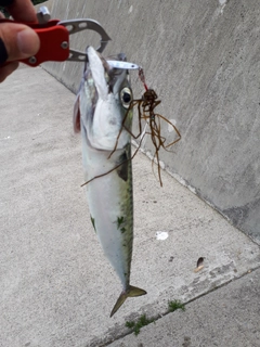 サバの釣果