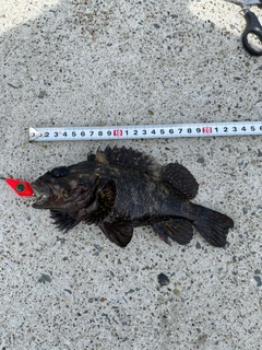 オウゴンムラソイの釣果