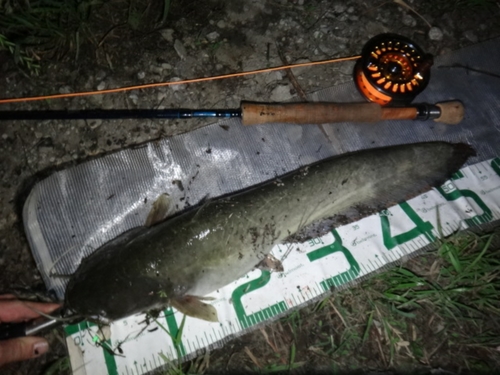 マナマズの釣果