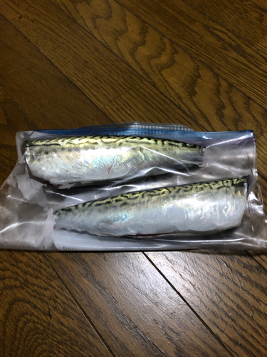 サバの釣果