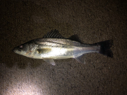 フッコ（マルスズキ）の釣果