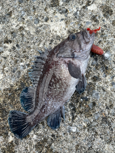 キツネメバルの釣果