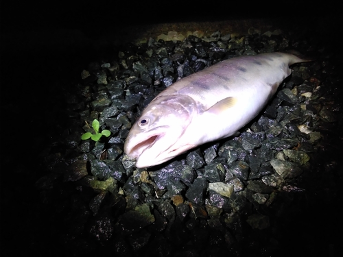 ヤマメの釣果