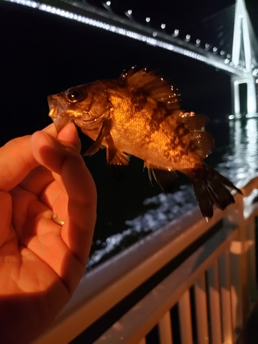 メバルの釣果