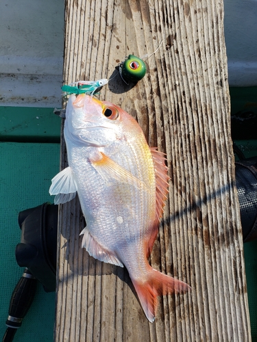 レンコダイの釣果