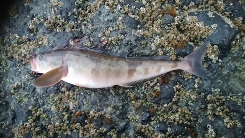 ホッケの釣果