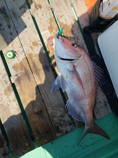 マダイの釣果