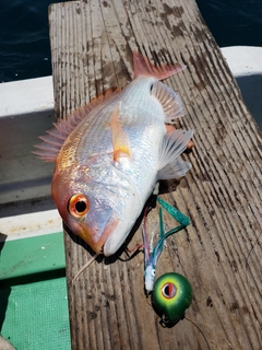 レンコダイの釣果