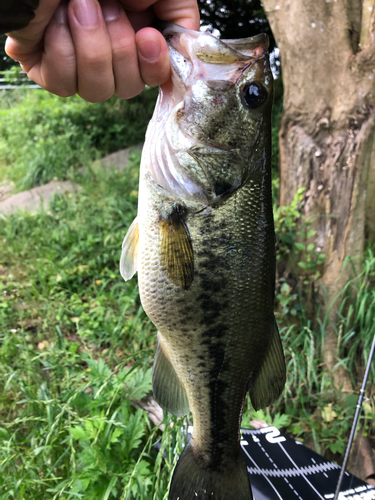 ラージマウスバスの釣果