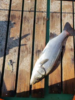 セイゴ（ヒラスズキ）の釣果