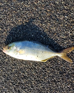 ショゴの釣果