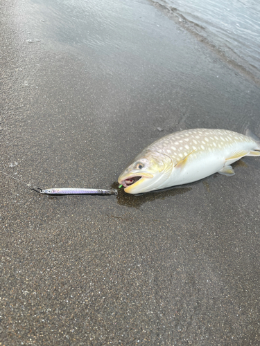 アメマスの釣果