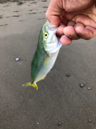 ワカシの釣果