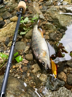 アマゴの釣果