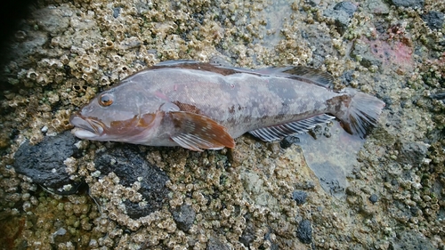 アブラコの釣果