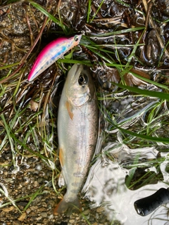 アマゴの釣果