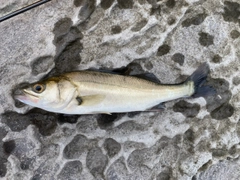 セイゴ（マルスズキ）の釣果