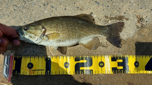 スモールマウスバスの釣果