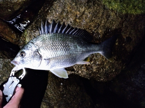 キビレの釣果