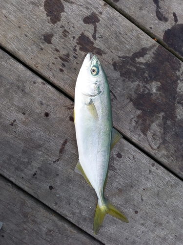 ワカシの釣果