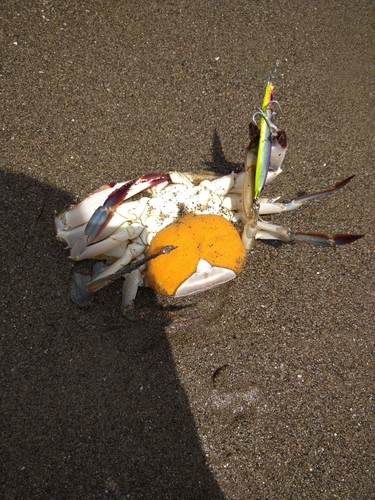 カニの釣果