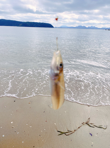 キスの釣果