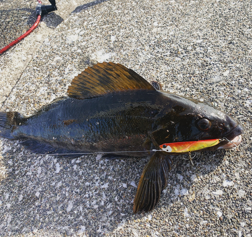 アイナメの釣果