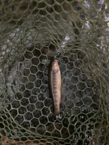 イワナの釣果