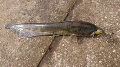 ナマズの釣果