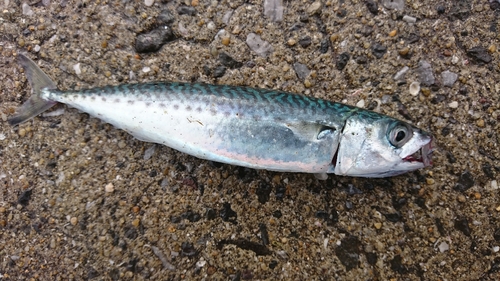 サバの釣果