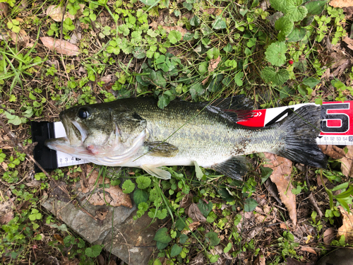 ブラックバスの釣果