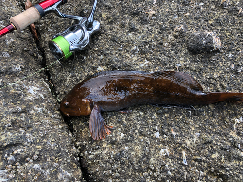 アイナメの釣果