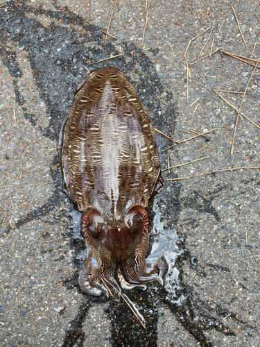 モンゴウイカの釣果