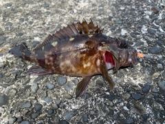 カサゴの釣果