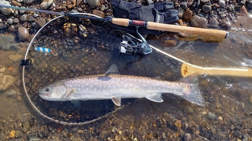 アメマスの釣果