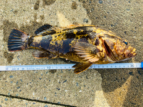 タケノコメバルの釣果