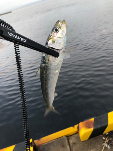 イワシの釣果