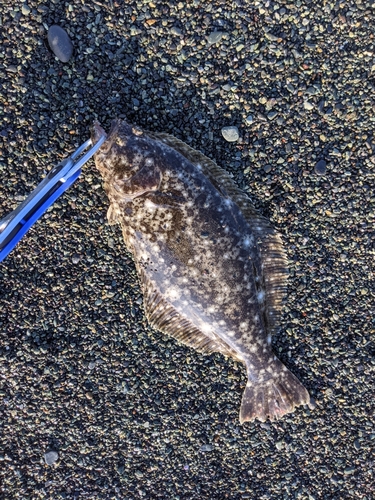 ソゲの釣果