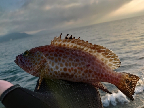 オオモンハタの釣果