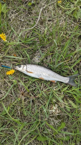 ウグイの釣果