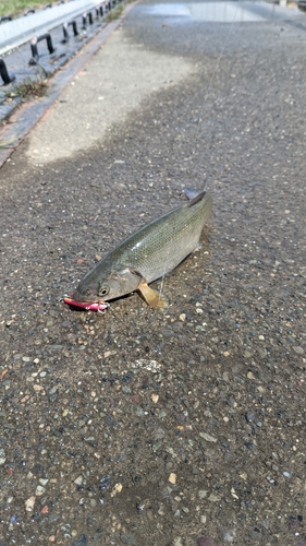 ウグイの釣果