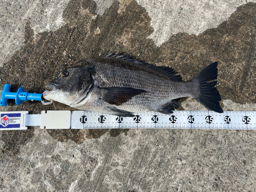 チヌの釣果