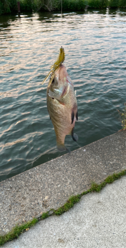 ブルーギルの釣果