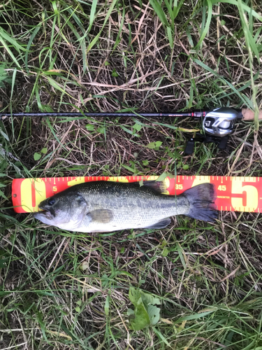 ブラックバスの釣果