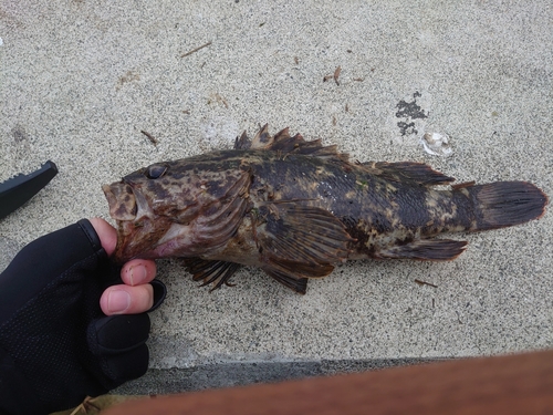 ベッコウゾイの釣果