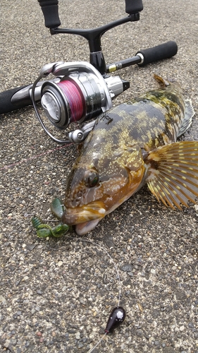 アイナメの釣果