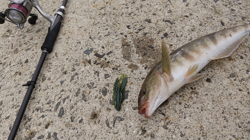 ホッケの釣果