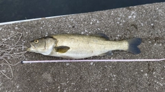 スズキの釣果